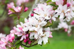 Malus ‘Red Obelisk’® -Tree Furnish Store 11803 12521 c5f1 1024x683 1