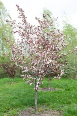 Malus ‘Red Obelisk’® -Tree Furnish Store 11803 12523 8f82 1 683x1024 1