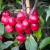 Malus ‘Red Obelisk’® 1 Malus ‘Red Obelisk’® -Tree Furnish Store 11803 14654 237f 1 1024x683 1