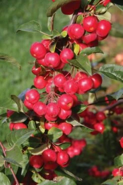 Malus X Robusta ‘Red Sentinel’ -Tree Furnish Store 11804 683x1024 1