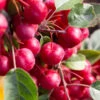 Malus X Robusta ‘Red Sentinel’ -Tree Furnish Store 11804 12892 4a1f 1024x683 1