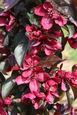 Malus ‘Royalty’ 5 Malus ‘Royalty’ -Tree Furnish Store 11806 683x1024 1
