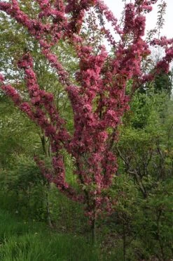 Malus ‘Rudolph’ 9 Malus ‘Rudolph’ -Tree Furnish Store 11807 1 1