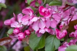 Malus ‘Rudolph’ 7 Malus ‘Rudolph’ -Tree Furnish Store 11807 14844 d0c5 1024x683 1