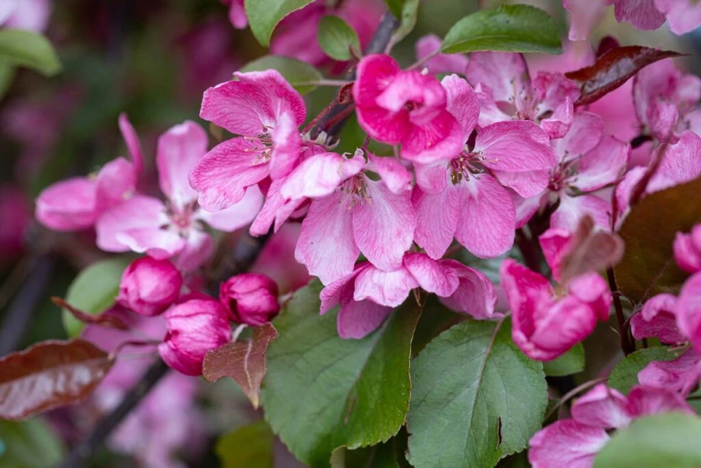 Malus ‘Rudolph’ 4 Malus ‘Rudolph’ - Image 2