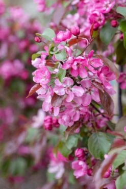 Malus ‘Rudolph’ 8 Malus ‘Rudolph’ -Tree Furnish Store 11807 14845 04e9 683x1024 1