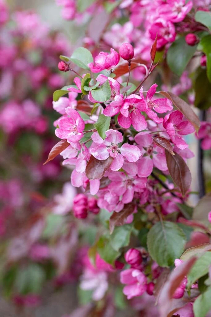 Malus ‘Rudolph’ 5 Malus ‘Rudolph’ - Image 3