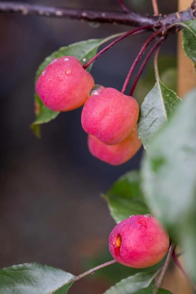 Malus ‘Rudolph’ 3 Malus ‘Rudolph’