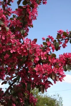 Malus ‘Scarlett’® -Tree Furnish Store 11808 683x1024 1