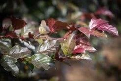 Malus ‘Scarlett’® -Tree Furnish Store 11808 15242 40fb 1024x683 1