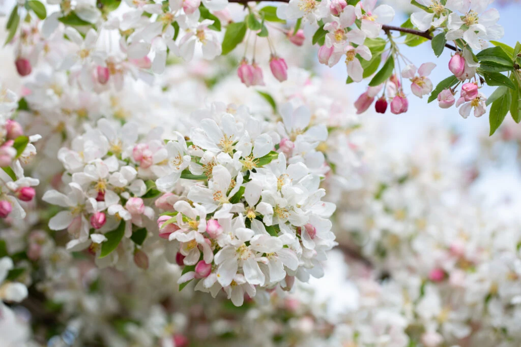 Malus ‘Sun Rival’ 4 Malus ‘Sun Rival’ - Image 2