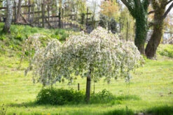 Malus ‘Sun Rival’ 10 Malus ‘Sun Rival’ -Tree Furnish Store 11809 13480 f1c9 1024x683 1