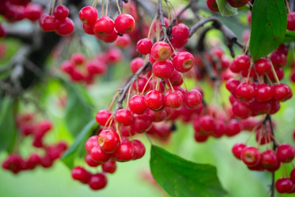 Malus ‘Sun Rival’ 3 Malus ‘Sun Rival’