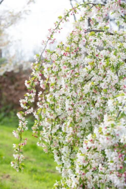 Malus ‘Sun Rival’ 11 Malus ‘Sun Rival’ -Tree Furnish Store 11809 14612 c9d6 682x1024 1