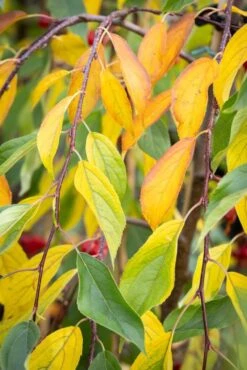 Malus ‘Sun Rival’ 9 Malus ‘Sun Rival’ -Tree Furnish Store 11809 15291 fc48 683x1024 1