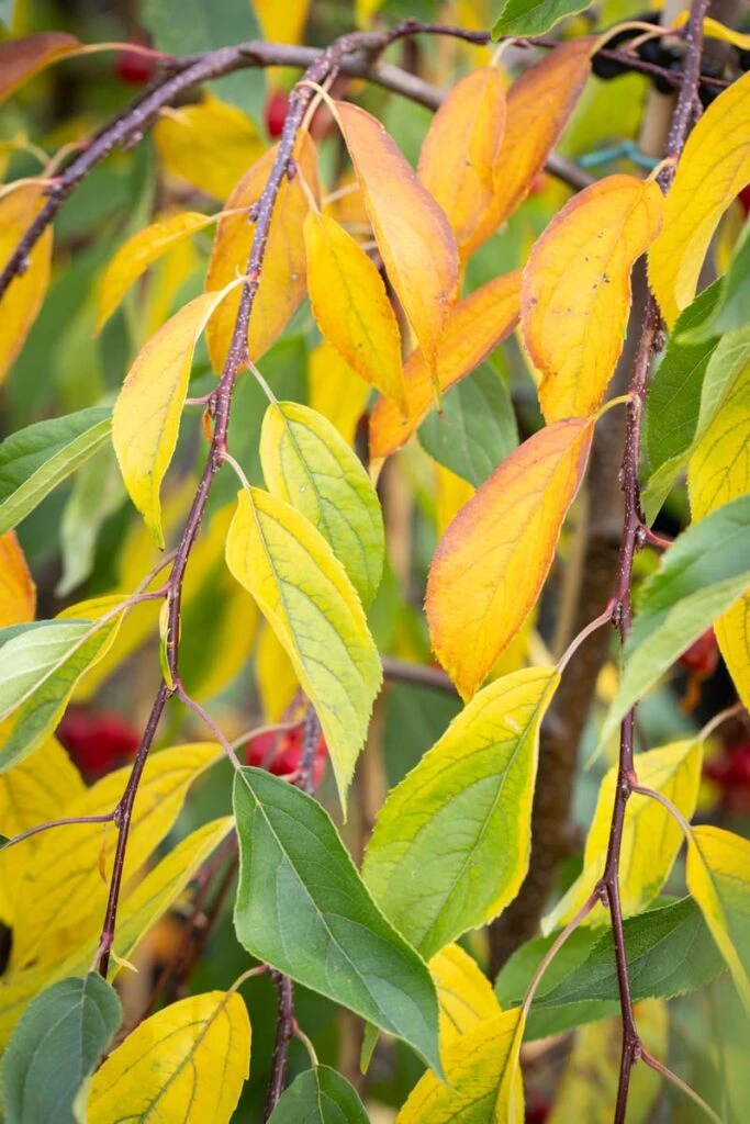 Malus ‘Sun Rival’ 5 Malus ‘Sun Rival’ - Image 3