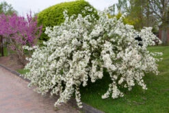 Malus Toringo Subsp. Sargentii ‘Tina’ -Tree Furnish Store 11812 12568 27d9 1 1024x683 1