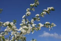 Malus Transitoria ‘Golden Raindrops’ 7 Malus Transitoria ‘Golden Raindrops’ -Tree Furnish Store 11814 1024x683 1