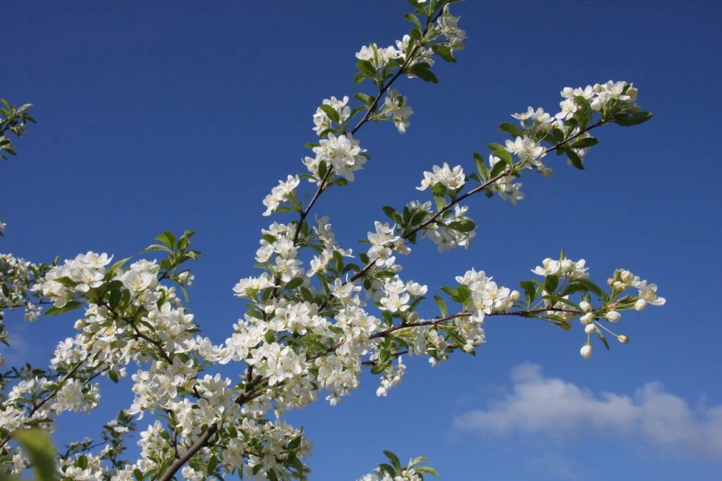 Malus Transitoria ‘Golden Raindrops’ 4 Malus Transitoria ‘Golden Raindrops’ - Image 2