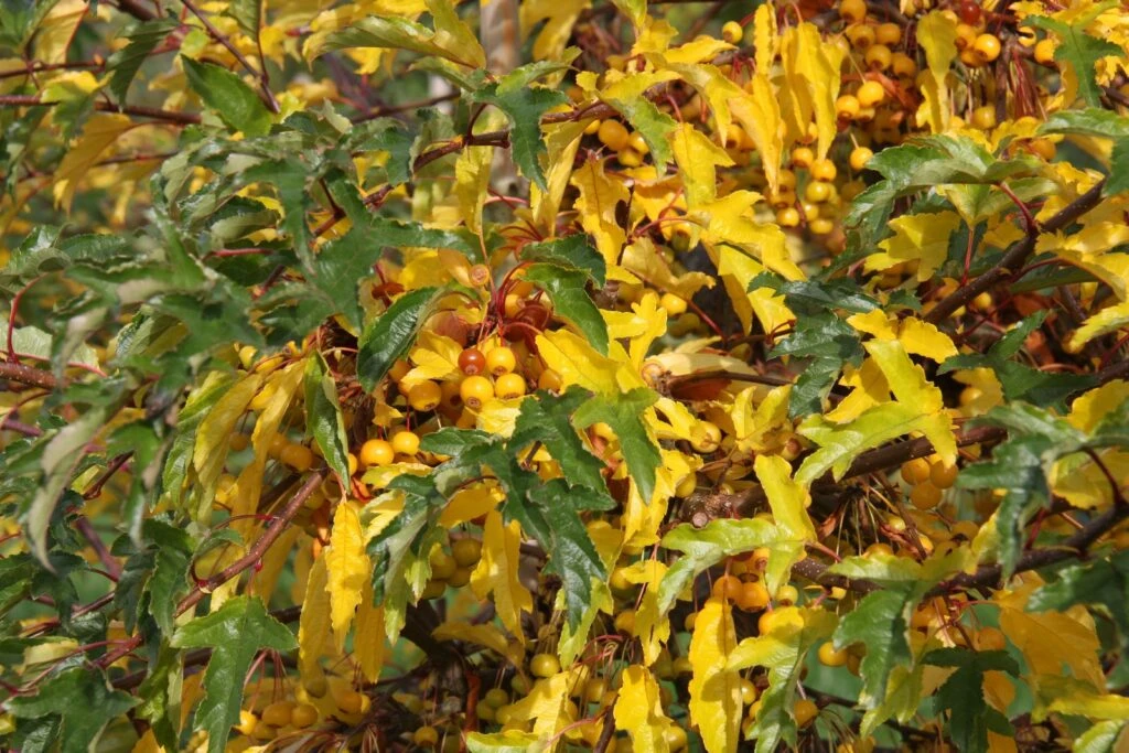 Malus Transitoria ‘Golden Raindrops’ 3 Malus Transitoria ‘Golden Raindrops’
