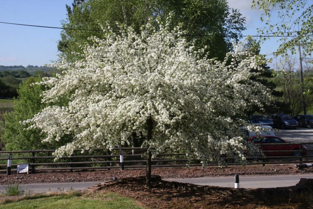 Malus Transitoria ‘Golden Raindrops’ 5 Malus Transitoria ‘Golden Raindrops’ - Image 3