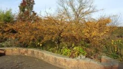 Malus Transitoria ‘Golden Raindrops’ 9 Malus Transitoria ‘Golden Raindrops’ -Tree Furnish Store 11814 3 1 1024x576 1