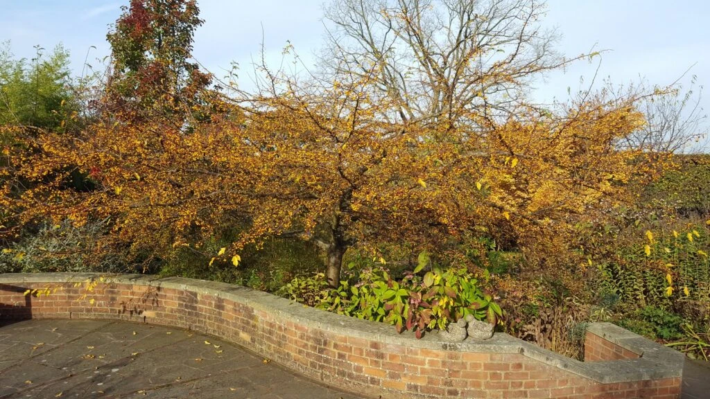 Malus Transitoria ‘Golden Raindrops’ 6 Malus Transitoria ‘Golden Raindrops’ - Image 4