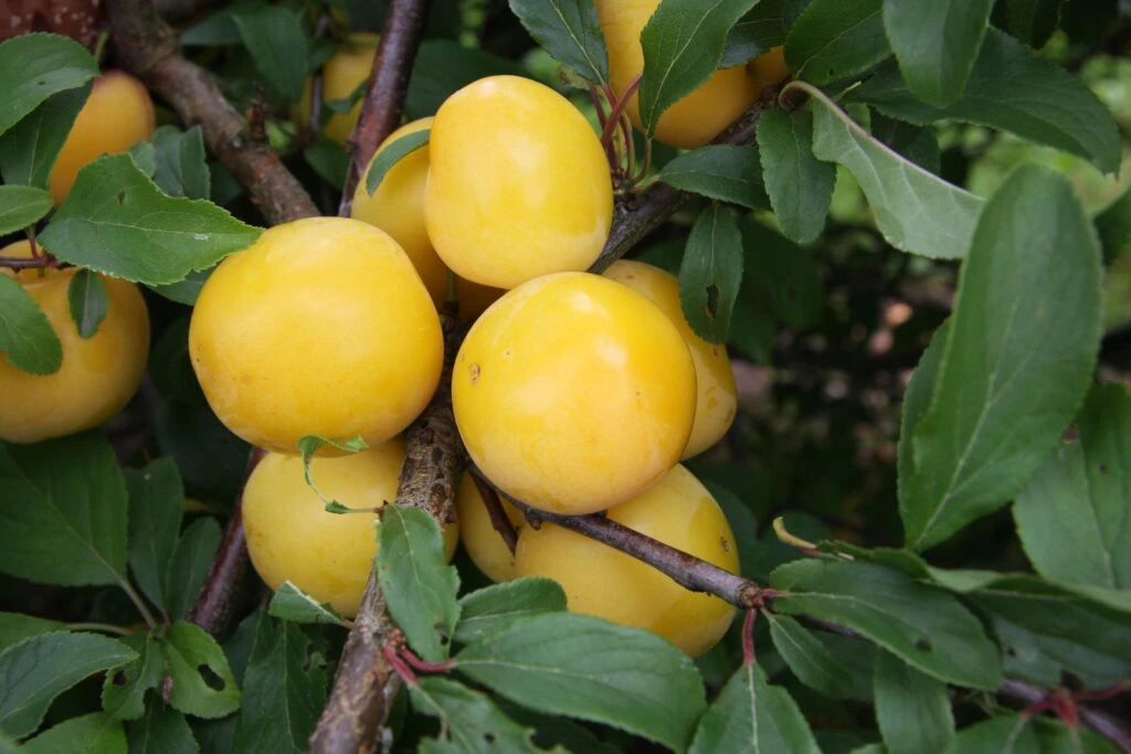 Golden Sphere 4 Golden Sphere - Image 2