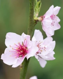 Lord Napier -Tree Furnish Store 11831 14747 2881 819x1024 1