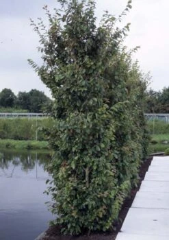 Parrotia Persica 11 Parrotia Persica -Tree Furnish Store 11839