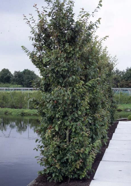 Parrotia Persica 7 Parrotia Persica - Image 5