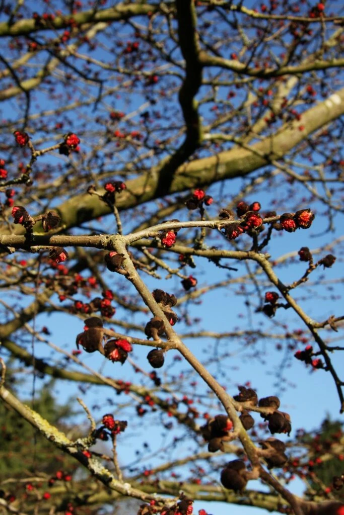 Parrotia Persica 6 Parrotia Persica - Image 4