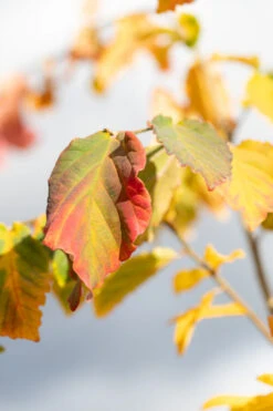 Parrotia Persica 9 Parrotia Persica -Tree Furnish Store 11839 14697 4964 682x1024 1