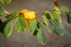 Parrotia Persica 8 Parrotia Persica -Tree Furnish Store 11839 14698 3504 1024x682 1
