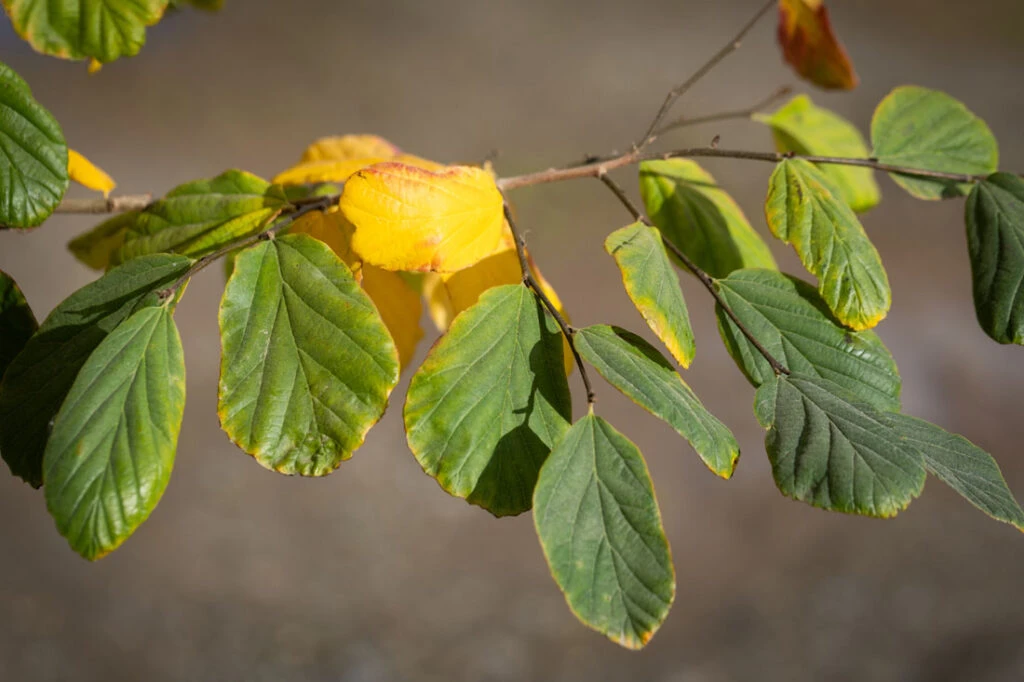 Parrotia Persica 4 Parrotia Persica - Image 2
