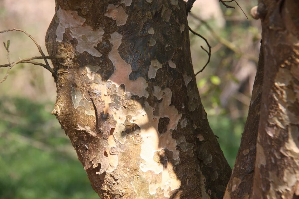 Parrotia Persica 3 Parrotia Persica