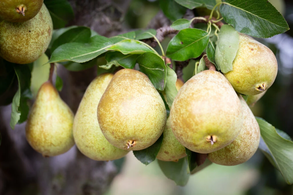 Beth 4 Beth - Image 2