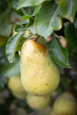 Beth 8 Beth -Tree Furnish Store 11846 12725 5572 1 683x1024 1