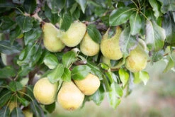 Beth 9 Beth -Tree Furnish Store 11846 12726 e643 1 1024x683 1