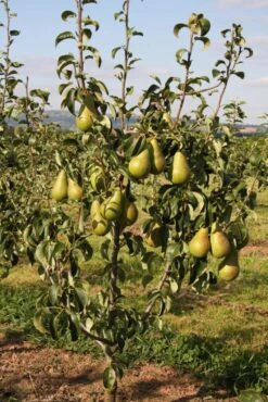 Concorde -Tree Furnish Store 11855 1 1 683x1024 1