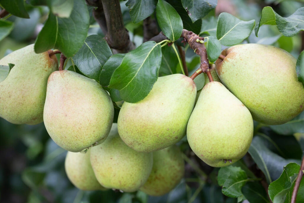 Glou Morceau 3 Glou Morceau