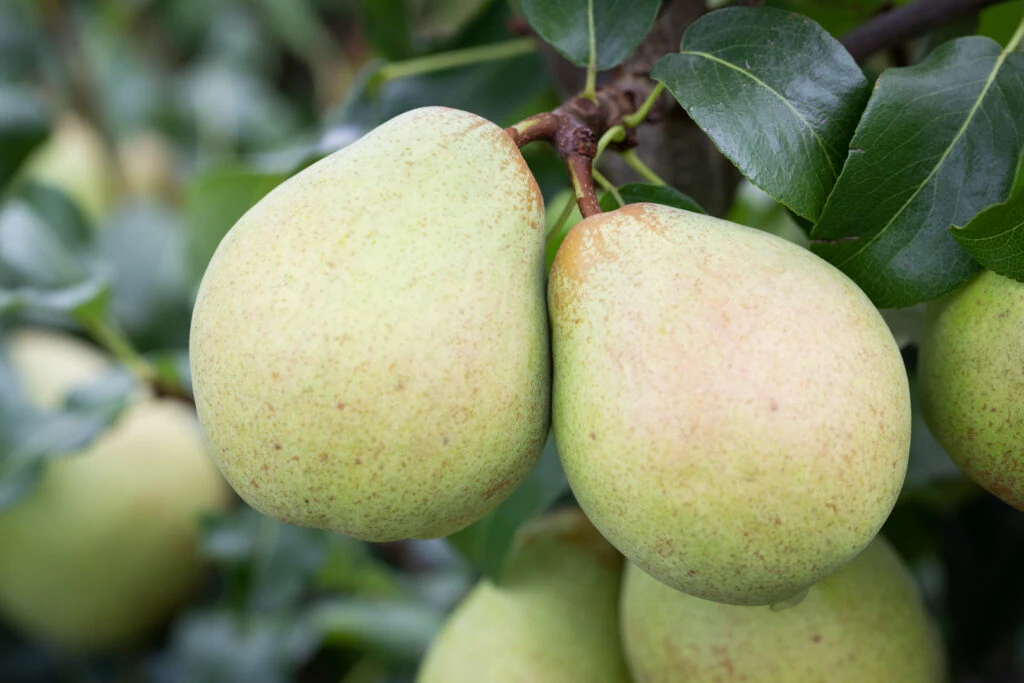 Glou Morceau 4 Glou Morceau - Image 2