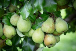 Glou Morceau 8 Glou Morceau -Tree Furnish Store 11868 14618 6da5 1024x683 1