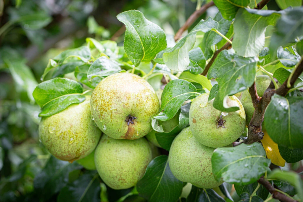 Glou Morceau 6 Glou Morceau - Image 4