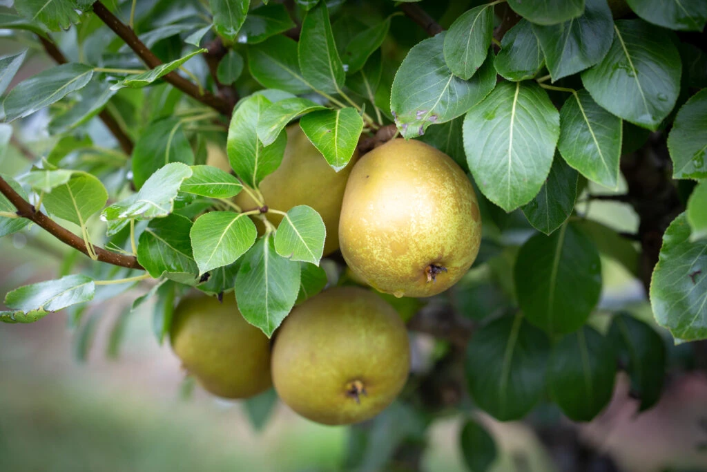 Gorham 4 Gorham - Image 2