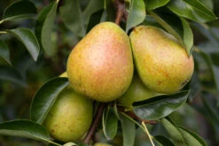 Invincible Delwinor Fertilia®