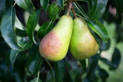 Louise Bonne Of Jersey