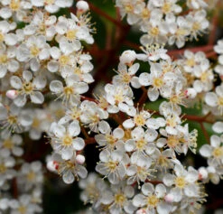Photinia X Fraseri ‘Red Robin’ -Tree Furnish Store 11913 1 1