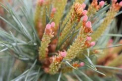 Pinus Sylvestris ‘Chantry Blue’ -Tree Furnish Store 11922 1024x684 1