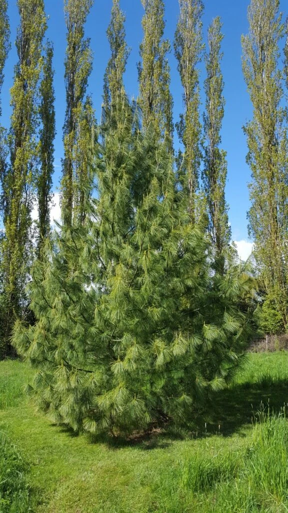 Pinus Wallichiana 5 Pinus Wallichiana - Image 3